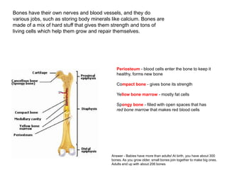 Bones have their own nerves and blood vessels, and they do
various jobs, such as storing body minerals like calcium. Bones are
made of a mix of hard stuff that gives them strength and tons of
living cells which help them grow and repair themselves.




                                              Periosteum - blood cells enter the bone to keep it
                                              healthy, forms new bone

                                              Compact bone - gives bone its strength

                                              Yellow bone marrow - mostly fat cells

                                              Spongy bone - filled with open spaces that has
                                              red bone marrow that makes red blood cells




                                           Answer - Babies have more than adults! At birth, you have about 300
                                           bones. As you grow older, small bones join together to make big ones.
                                           Adults end up with about 206 bones
 