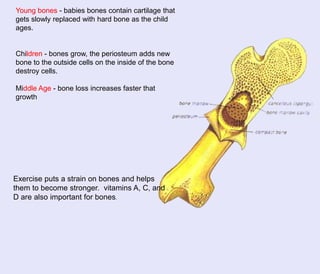 Young bones - babies bones contain cartilage that
gets slowly replaced with hard bone as the child
ages.


Children - bones grow, the periosteum adds new
bone to the outside cells on the inside of the bone
destroy cells.

Middle Age - bone loss increases faster that
growth




Exercise puts a strain on bones and helps
them to become stronger. vitamins A, C, and
D are also important for bones.
 