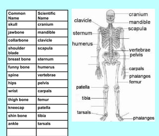Common        Scientific
Name          Name
skull         cranium
jawbone       mandible
collarbone    clavicle
shoulder      scapula
blade
breast bone   sternum
funny bone    humerus
spine         vertebrae
hips          pelvis
wrist         carpals

thigh bone    femur
kneecap       patella

shin bone     tibia
ankle         tarsals
 