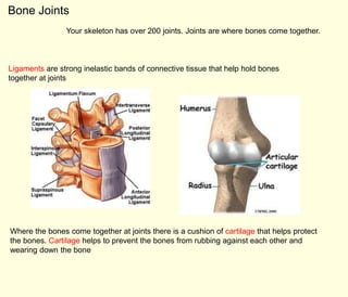 Bone Joints
                Your skeleton has over 200 joints. Joints are where bones come together.



Ligaments are strong inelastic bands of connective tissue that help hold bones
together at joints




Where the bones come together at joints there is a cushion of cartilage that helps protect
the bones. Cartilage helps to prevent the bones from rubbing against each other and
wearing down the bone
 