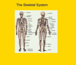 The Skeletal System
 