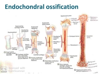Histology of bone | PPTX
