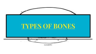 TYPES OF BONES
 