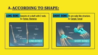 A.ACCORDING TO SHAPE:
LONG BONE: Consists of a shaft with 2 ends.
Ex: Femur, Humerus
SHORT BONE: Its are cube like structure.
Ex: Carpel, Tarsal
 