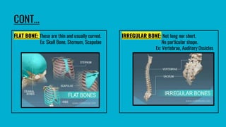 CONT…
FLAT BONE: These are thin and usually curved.
Ex: Skull Bone, Sternum, Scapulae
IRREGULAR BONE: Not long nor short.
No particular shape.
Ex: Vertebrae, Auditory Ossicles
 