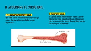B. ACCORDING TO STRUCTURE:
1. SPONGY(CANCELLOUS) BONE:
It is light, porous bone enclosing numerous large
spaces that give a honeycombed or spongy
appearance.
2. COMPACT BONE:
It is dense bone in which the bony matrix is solidly
filled with organic ground substance and inorganic
salts, leaving only tiny spaces (lacunae) that contain
the osteocytes, or bone cells.
 