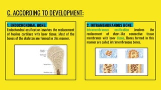 C. ACCORDING TO DEVELOPMENT:
1. ENDOCHONDRAL BONE:
Endochondral ossification involves the replacement
of hyaline cartilage with bony tissue. Most of the
bones of the skeleton are formed in this manner.
2. INTRAMEMBRANOUS BONE:
Intramembranous ossification involves the
replacement of sheet-like connective tissue
membranes with bony tissue. Bones formed in this
manner are called intramembranous bones.
 