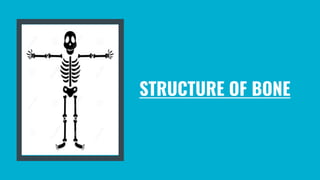 STRUCTURE OF BONE
 