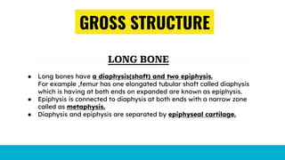 GROSS STRUCTURE
LONG BONE
● Long bones have a diaphysis(shaft) and two epiphysis.
For example ,femur has one elongated tubular shaft called diaphysis
which is having at both ends on expanded are known as epiphysis.
● Epiphysis is connected to diaphysis at both ends with a narrow zone
called as metaphysis.
● Diaphysis and epiphysis are separated by epiphyseal cartilage.
 