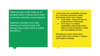Diaphysis has a wall made up of
compact bone or dense bone which
surrounds medullary (marrow)cavity.
Epiphysis consists of an outer
covering of compact bone with
spongy bone inside which is called
cancellous.
Long bones are completely covered
by a vascular membrane called
periosteum which has 2 layers.
● Outer layer- tough and fibrous,
protects bone underneath.
● Inner layer- It contains
osteoblasts,osteoclasts which
helps in bone production, repair
and remodelling of bone.
Periosteum covers whole bone
except within joint cavities, it replace
with hyaline cartilage.
 