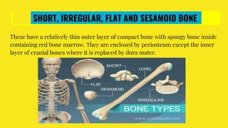 SHORT, IRREGULAR, FLAT AND SESAMOID BONE
These have a relatively thin outer layer of compact bone with spongy bone inside
containing red bone marrow. They are enclosed by periosteum except the inner
layer of cranial bones where it is replaced by dura mater.
 