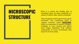 MICROSCOPIC
STRUCTURE
Bone is a strong and durable type of
connective tissue. Its major constituent is a
mixture of calcium salts, calcium phosphate.
This inorganic matrix gives bone great
hardness. The remaining third is
organic material called OSTEOID,
which is composed of mainly collagen.
Collagen is very strong and given
bone slight flexibility. The cellular
component of bone contributes less
than 2% of bone mass.
 