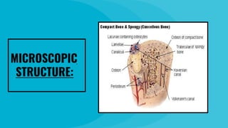 MICROSCOPIC
STRUCTURE:
 
