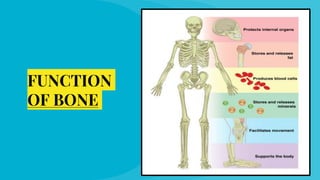 FUNCTION
OF BONE
 