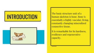 INTRODUCTION
The basic structure unit of a
human skeleton is bone. Bone is
essentially a highly vascular, living,
constantly changing mineralized
connective tissue.
It is remarkable for its hardness,
resilience and regenerative
capacity.
 