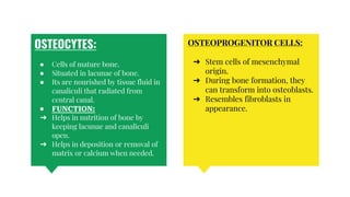 OSTEOCYTES:
● Cells of mature bone.
● Situated in lacunae of bone.
● Its are nourished by tissue fluid in
canaliculi that radiated from
central canal.
● FUNCTION:
➔ Helps in nutrition of bone by
keeping lacunae and canaliculi
open.
➔ Helps in deposition or removal of
matrix or calcium when needed.
OSTEOPROGENITOR CELLS:
➔ Stem cells of mesenchymal
origin.
➔ During bone formation, they
can transform into osteoblasts.
➔ Resembles fibroblasts in
appearance.
 