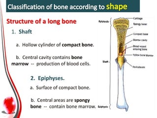 Bones | PPTX