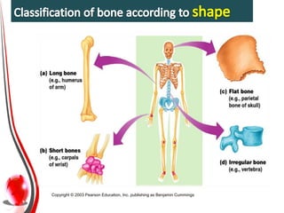 Bones | PPTX