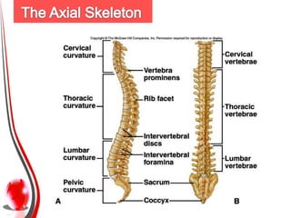 Upper

oShoulder (pectoral) girdle:
 Scapula + Clavicle

o Upper limb:
1- Proximal segment
bone (          )
2- Intermedia...