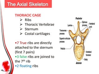 Upper

Distal segment
Three sets of bones
(8 Carpals,
5 Metacarpals, 14
phalanges).
 