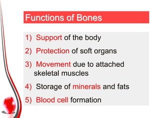 Functions of Bones

1) Support of the body
2) Protection of soft organs
3) Movement due to attached
   skeletal muscles
4)...