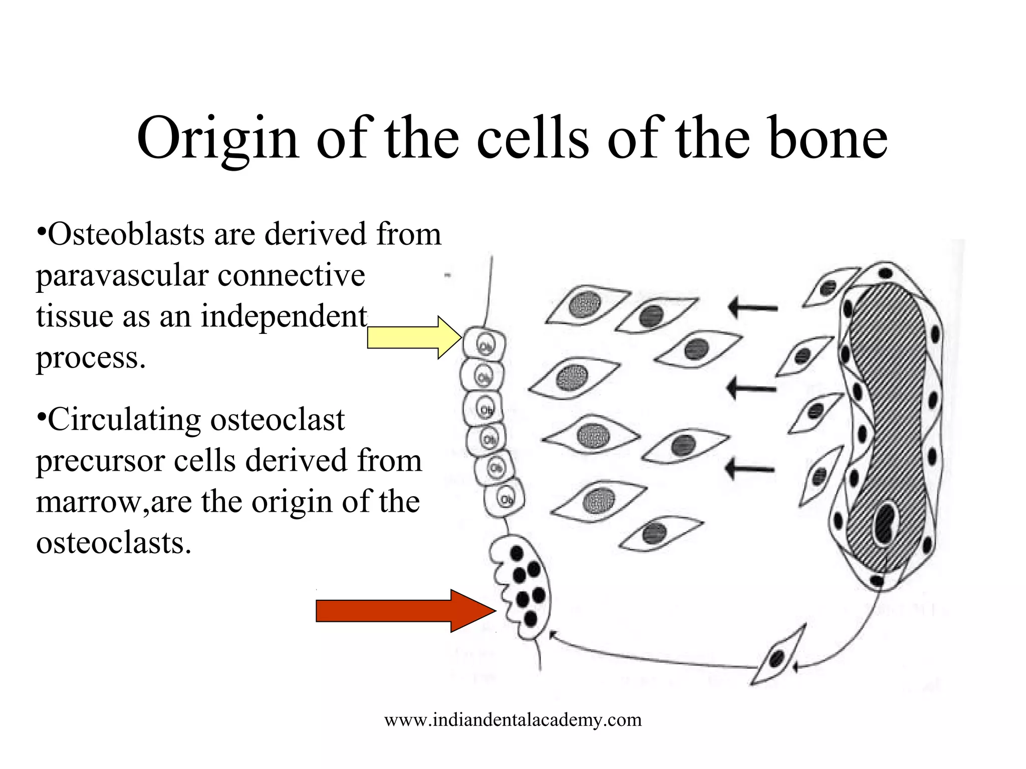 Origin of the cells of the bone
•Osteoblasts are derived from
paravascular connective
tissue as an independent
process.
•Circulating osteoclast
precursor cells derived from
marrow,are the origin of the
osteoclasts.
www.indiandentalacademy.com
 