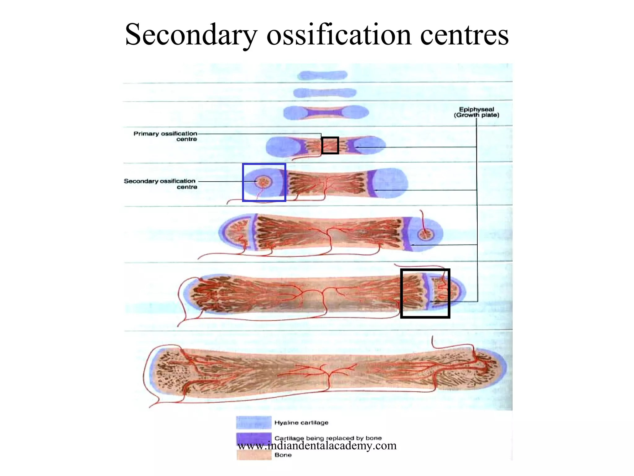 Secondary ossification centres
www.indiandentalacademy.com
 
