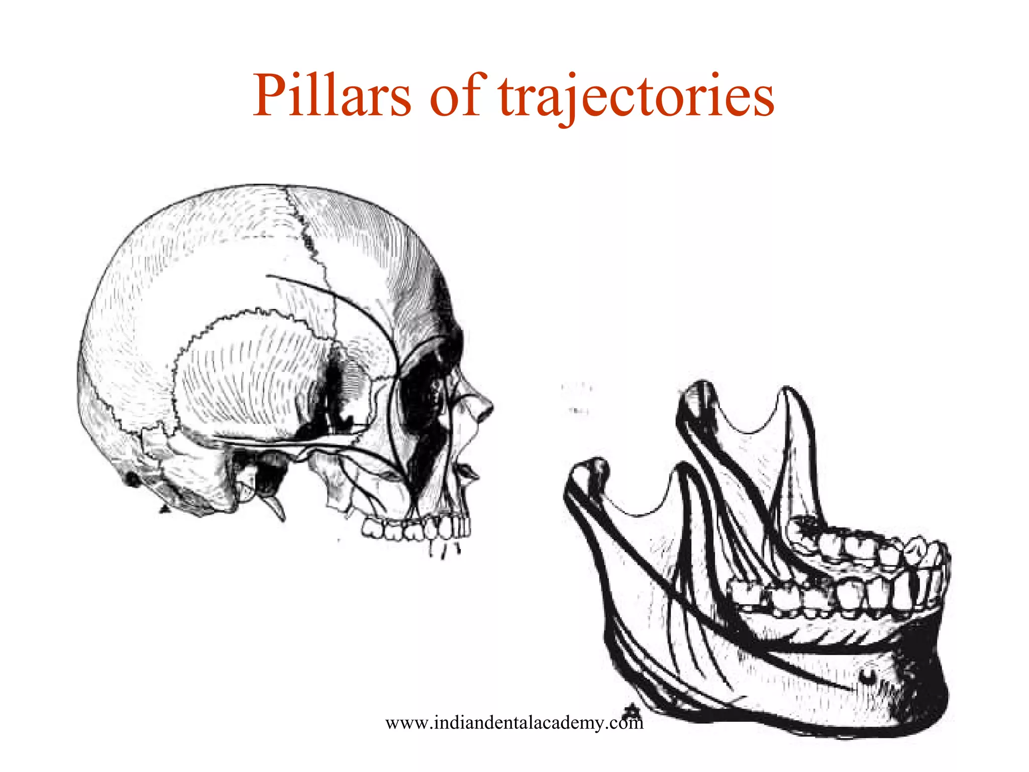 Pillars of trajectories
www.indiandentalacademy.com
 
