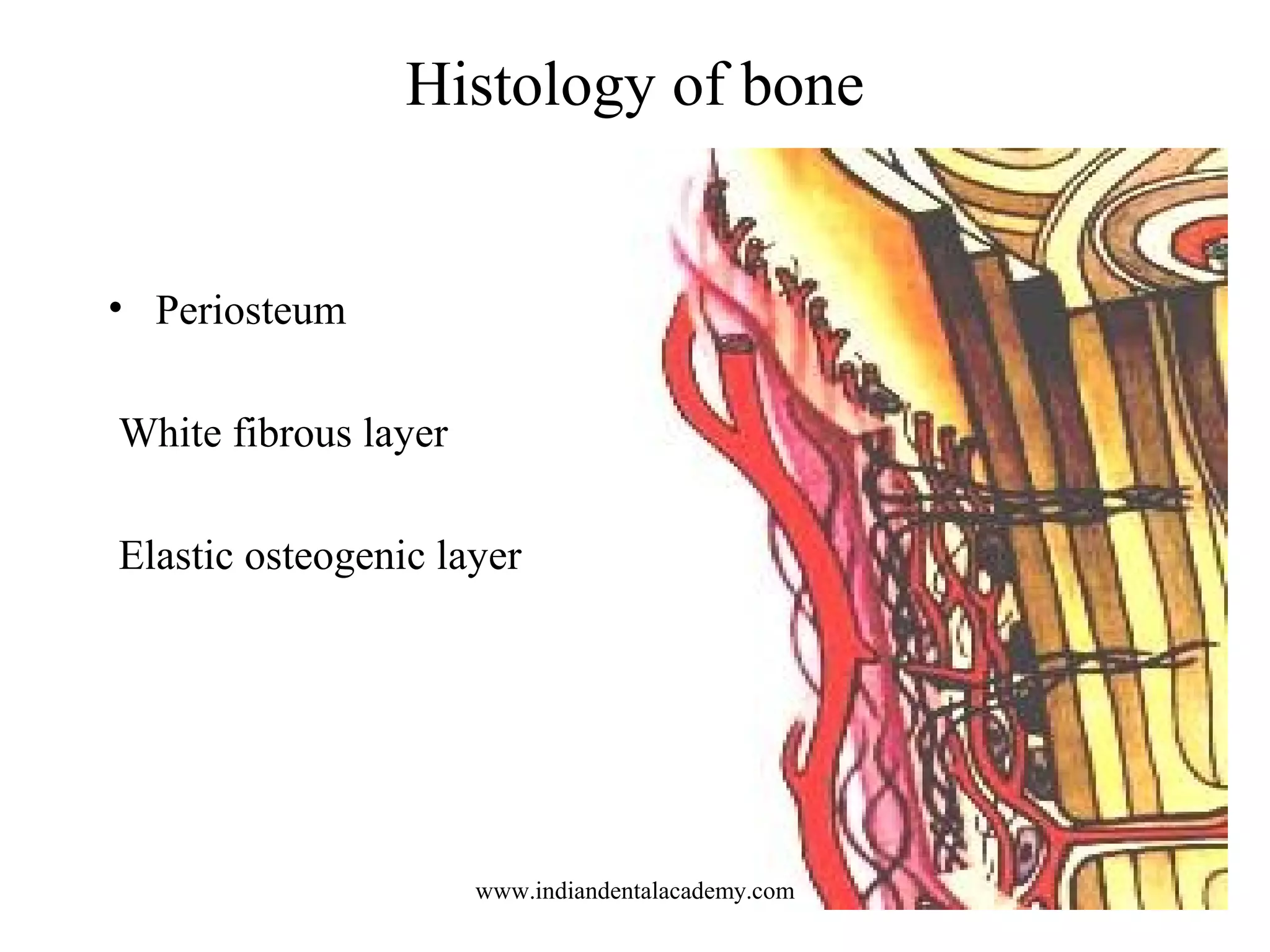 Histology of bone
• Periosteum
White fibrous layer
Elastic osteogenic layer
www.indiandentalacademy.com
 