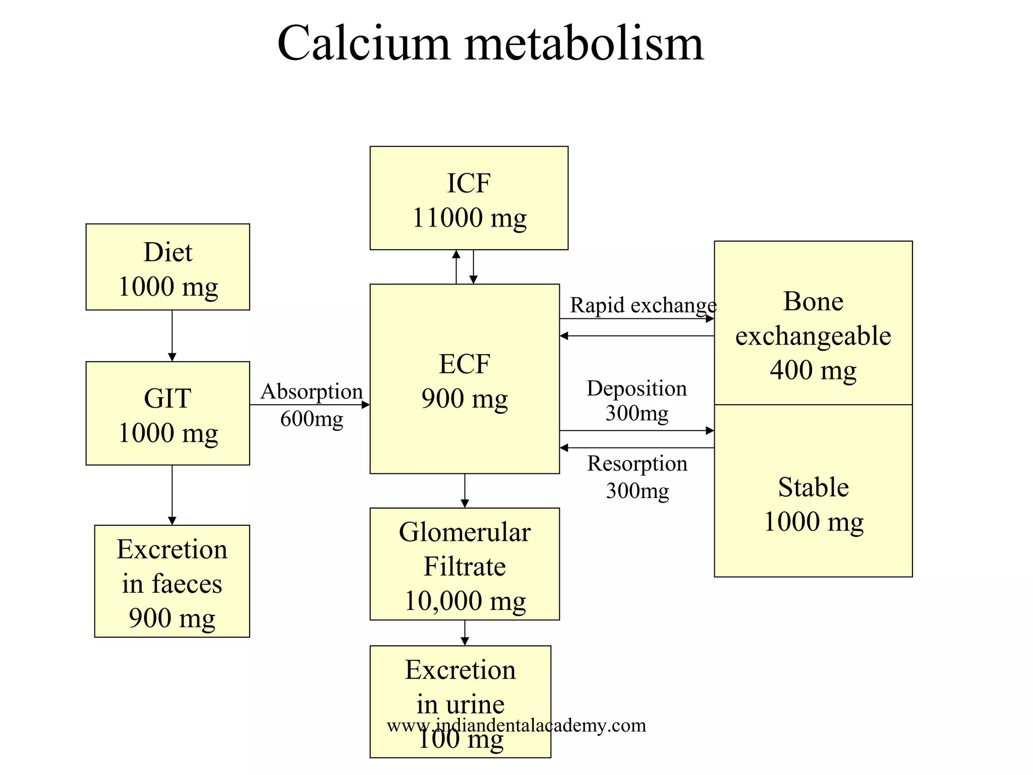 Calcium metabolism
ICF
11000 mg
ECF
900 mg
Glomerular
Filtrate
10,000 mg
Excretion
in urine
100 mg
Bone
exchangeable
400 mg
Stable
1000 mg
Diet
1000 mg
GIT
1000 mg
Excretion
in faeces
900 mg
Absorption
600mg
Rapid exchange
Resorption
300mg
Deposition
300mg
www.indiandentalacademy.com
 