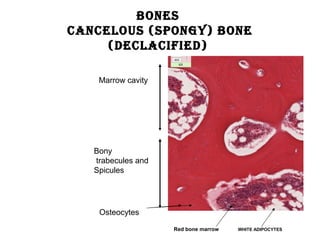 BONES
CANCELOUS (SPONGY) BONE
(DECLACIFIED)
WHITE ADIPOCYTESRed bone marrow
Osteocytes
Marrow cavity
Bony
trabecules and
Spicules
 