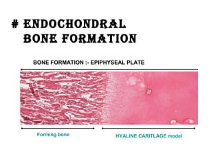 # ENDOCHONDRAL
BONE FORMATION
HYALINE CARITLAGE modelForming bone
BONE FORMATION :- EPIPHYSEAL PLATE
 