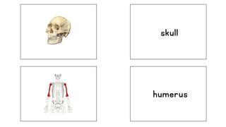 skull
humerus
 