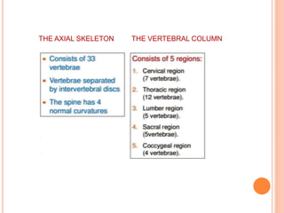 THE AXIAL SKELETON THE VERTEBRAL COLUMN
 