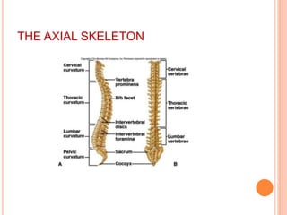 THE AXIAL SKELETON
 