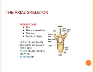 THE AXIAL SKELETON
 
