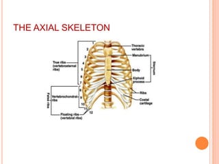 THE AXIAL SKELETON
 