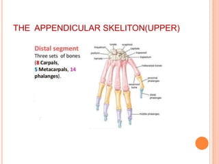 THE APPENDICULAR SKELITON(UPPER)
 