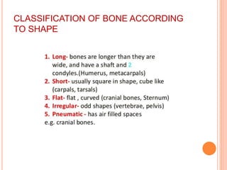 CLASSIFICATION OF BONE ACCORDING
TO SHAPE
 