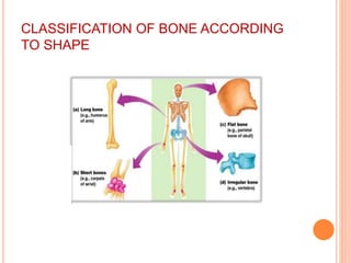 CLASSIFICATION OF BONE ACCORDING
TO SHAPE
 