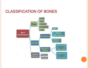 CLASSIFICATION OF BONES
 
