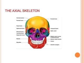 THE AXIAL SKELETON
 