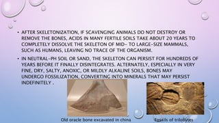 • AFTER SKELETONIZATION, IF SCAVENGING ANIMALS DO NOT DESTROY OR
REMOVE THE BONES, ACIDS IN MANY FERTILE SOILS TAKE ABOUT 20 YEARS TO
COMPLETELY DISSOLVE THE SKELETON OF MID- TO LARGE-SIZE MAMMALS,
SUCH AS HUMANS, LEAVING NO TRACE OF THE ORGANISM.
• IN NEUTRAL-PH SOIL OR SAND, THE SKELETON CAN PERSIST FOR HUNDREDS OF
YEARS BEFORE IT FINALLY DISINTEGRATES. ALTERNATELY, ESPECIALLY IN VERY
FINE, DRY, SALTY, ANOXIC, OR MILDLY ALKALINE SOILS, BONES MAY
UNDERGO FOSSILIZATION, CONVERTING INTO MINERALS THAT MAY PERSIST
INDEFINITELY .
Old oracle bone excavated in china Fossils of trilobytes
 