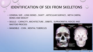 IDENTIFICATION OF SEX FROM SKELETONS
• GENERAL SIZE , LONG BONES , SHAFT , ARTICULAR SURFACE , META CARPAL
BONES AND WEIGHT
• SKULLS – CAPACITY, ARCHITECTURE , ORBITS , SUPRAORBITAL RIDGES AND
MASTOID PROCESS
• MANDIBLE – CHIN , MENTAL TUBERCLES
 