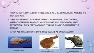• THEN IN VERTEBRATES FIRST IT OCCURRED AS SHIELDS(ARMOURS) AROUND THE
FISH SURFACES.
• THEN ALL SHIELDED FISH WENT EXTINCT{ ARANDASPIS , PLACODERMS ,
OSTRACODERMS} DURING 470 MILLION YEARS AGO IN DEVONIAN MASS
EXTINCTION , THEN CARTILAGINOUS FISH LIKE SHARKS DOMINATED THE
OCEANS
• AFTER ALL THESE EFFORTS BONE THUS BECAME AS ENDOSKELETON
arandaspids
ostracoderms placoderms
 