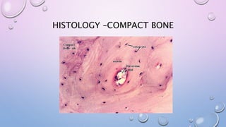 HISTOLOGY –COMPACT BONE
 