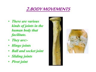 Bones | PPT
