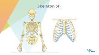 Servier Medical Art de Servier est mis à disposition selon les termes de la licence Creative Commons Attribution 3.0 France
Skeleton (4)
 
