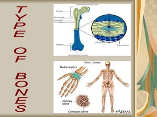 Comprehensive Overview of Bone Structure, Formation, and Joint Types | PPT