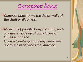 Parallel Medium Bone Comprehensive Overview of Bone Structure, Formation, and Joint Types | PPT